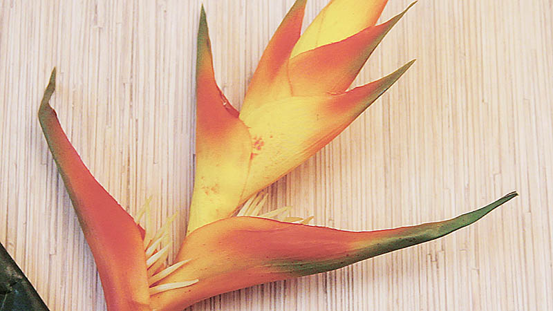 wnętrze salonu sabai jai Gdańsk Jaśkowa Dolina